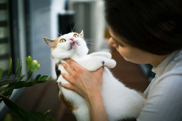 La dermatologie en clinique pour chats