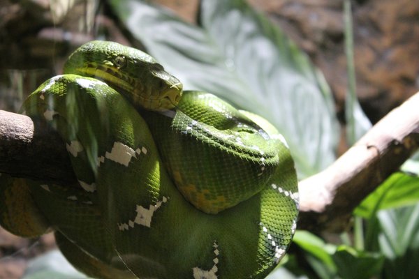 Comment reconnaître les signes de la goutte chez les serpents et y remédier?